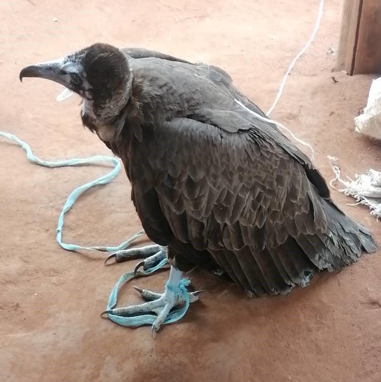 Ein lebender Kappengeier auf einem Fetish Market | Live Hooded Vulture on a Fetish Market