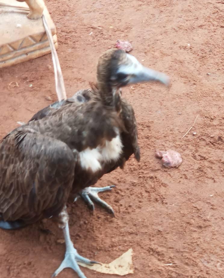 Ein lebender Kappengeier auf einem Fetish Market | Live Hooded Vulture on a Fetish Market