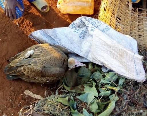 Ein lebender Kappengeier auf einem Fetish Market | Live Hooded Vulture on a Fetish Market