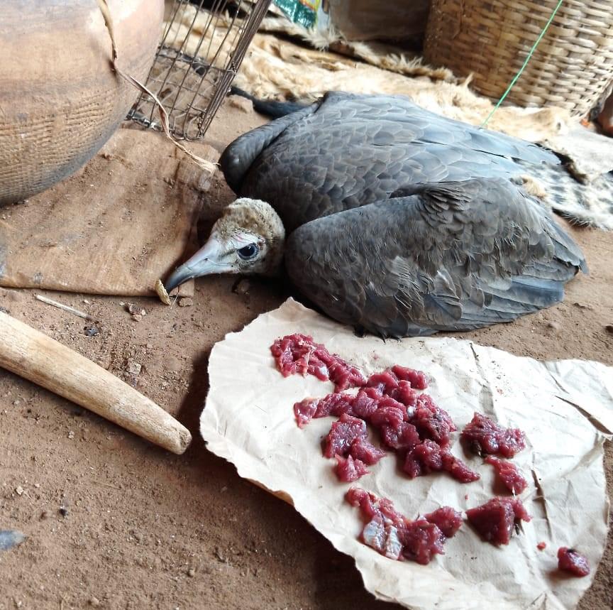 Ein lebender Kappengeier auf einem Fetish Market | Live Hooded Vulture on a Fetish Market