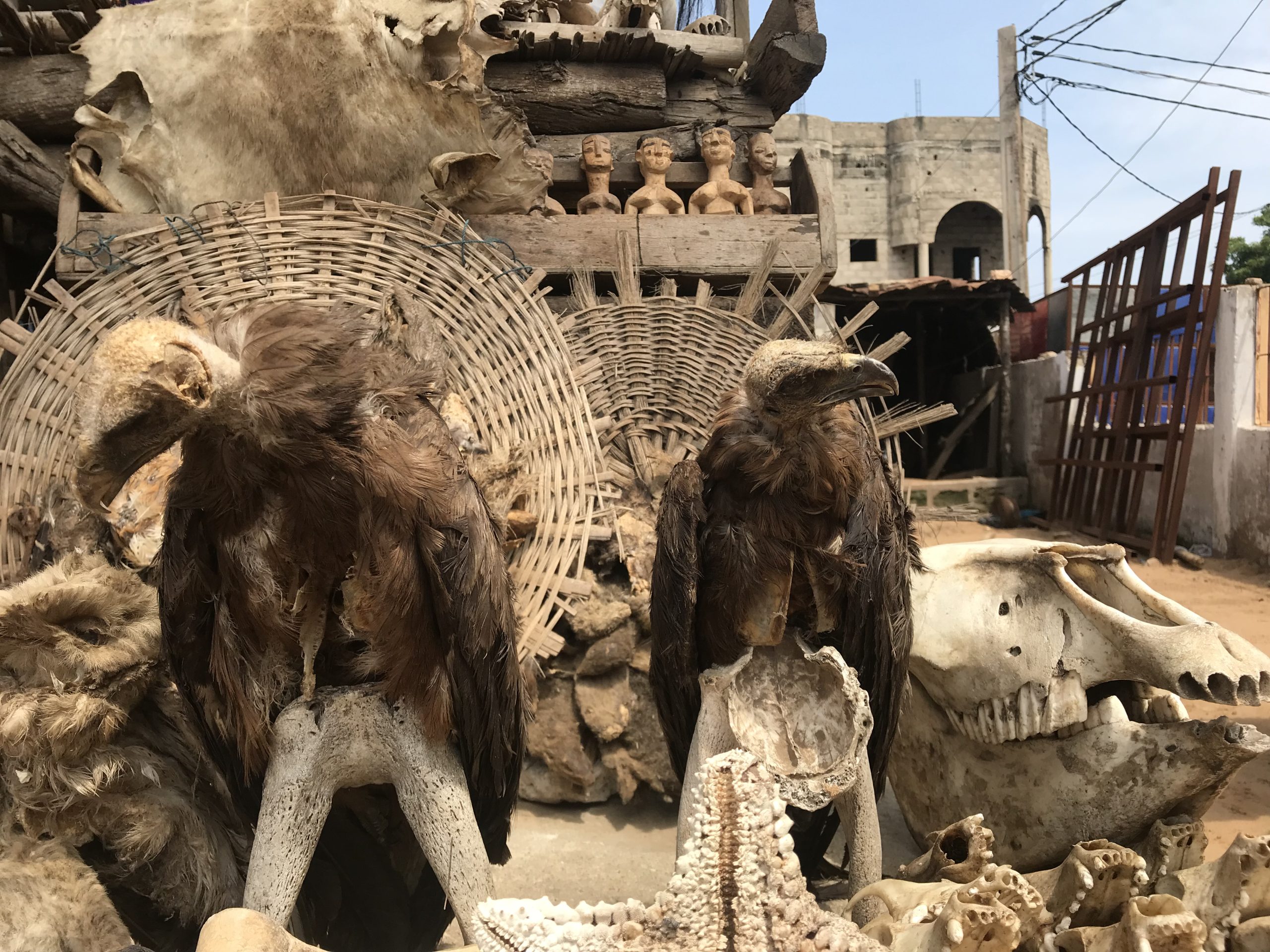 Tote Gänsegeier auf einem sog. Fetish Market | Dead Vultures on a Fetish Market