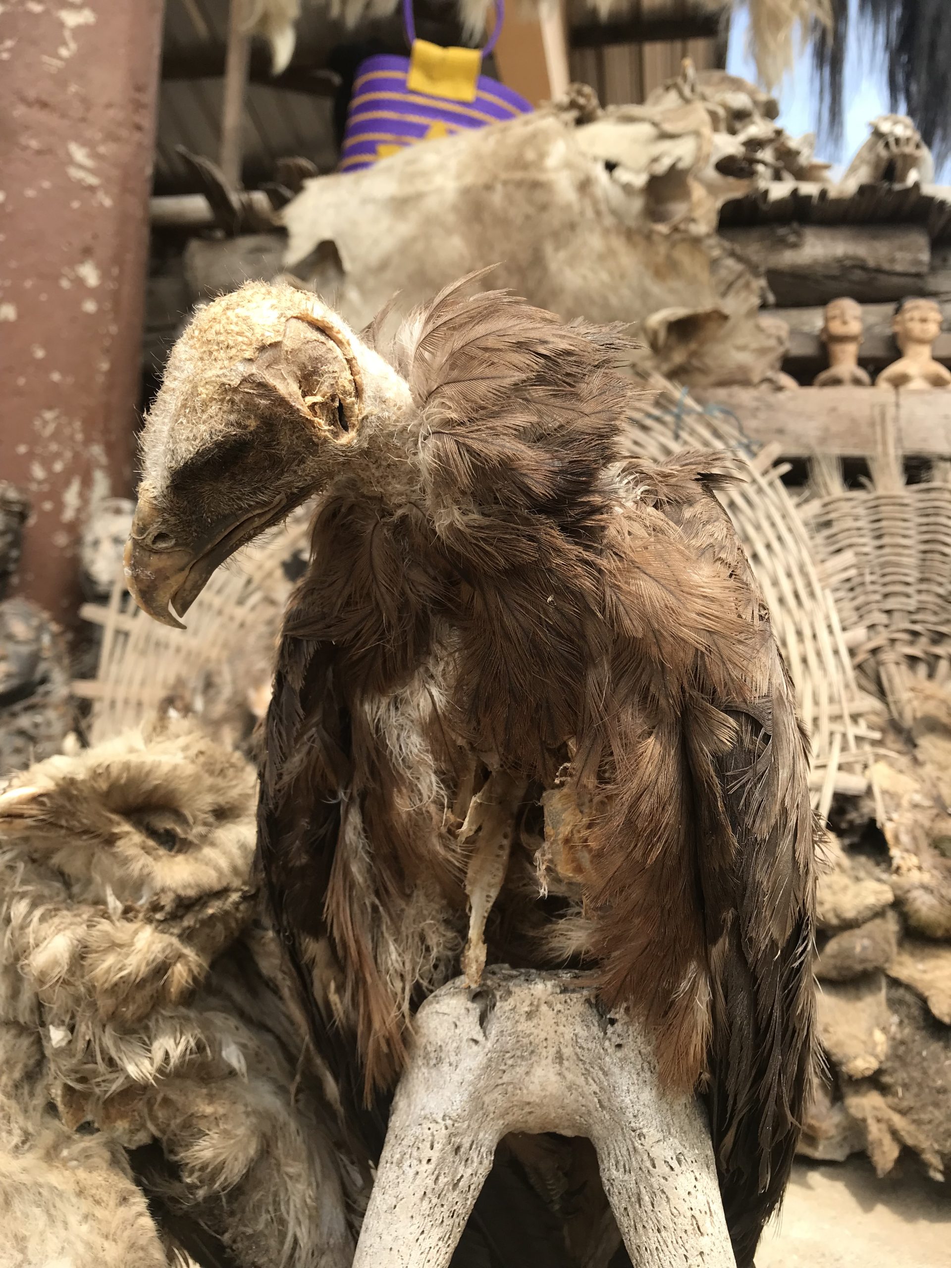 Tote Gänsegeier auf einem sog. Fetish Market | Dead Vultures on a Fetish Market