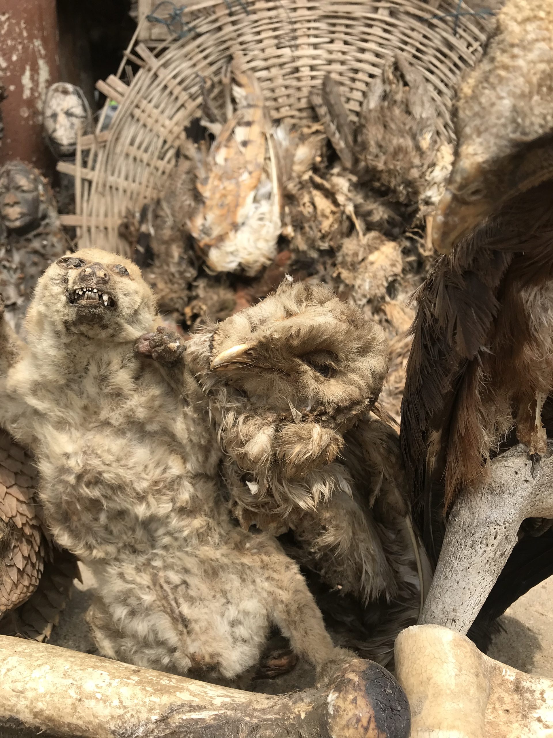 Tote Schleiereulen auf einem sog. Fetish Market | Dead Barn Owls on a Fetish Market