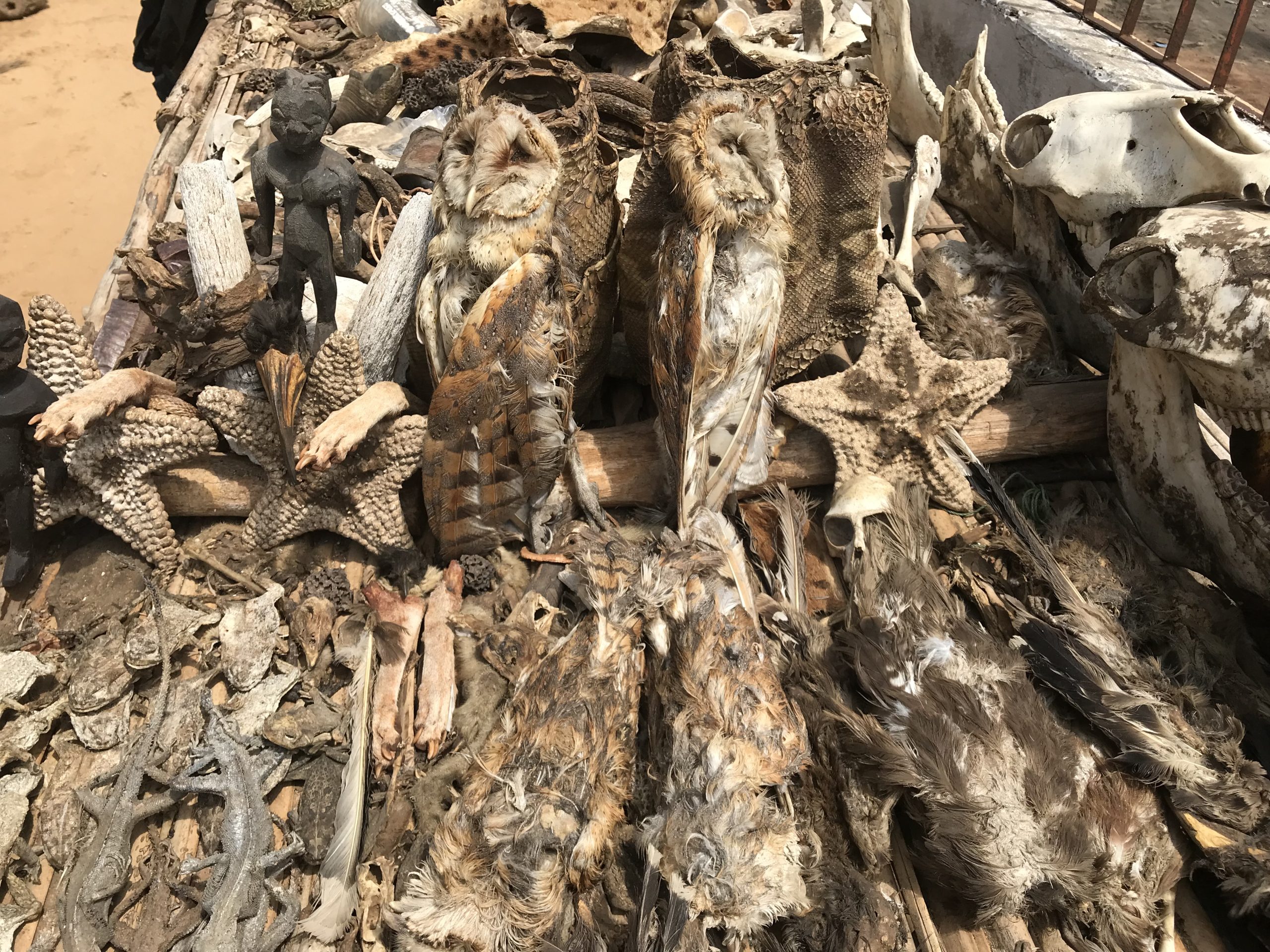 Tote Schleiereulen auf einem sog. Fetish Market | Dead Barn Owls on a Fetish Market