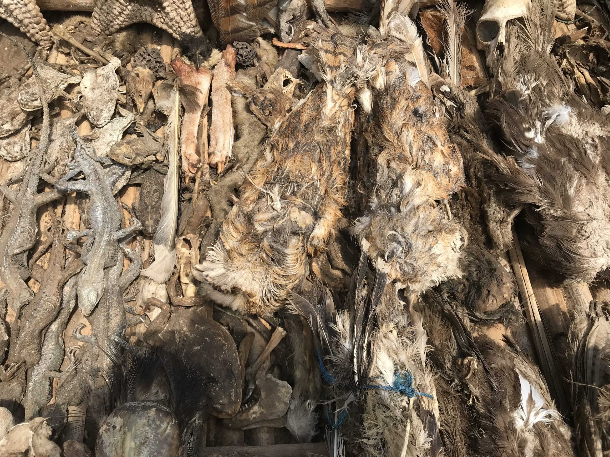 Tote Schleiereulen auf einem sog. Fetish Market | Dead Barn Owls on a Fetish Market