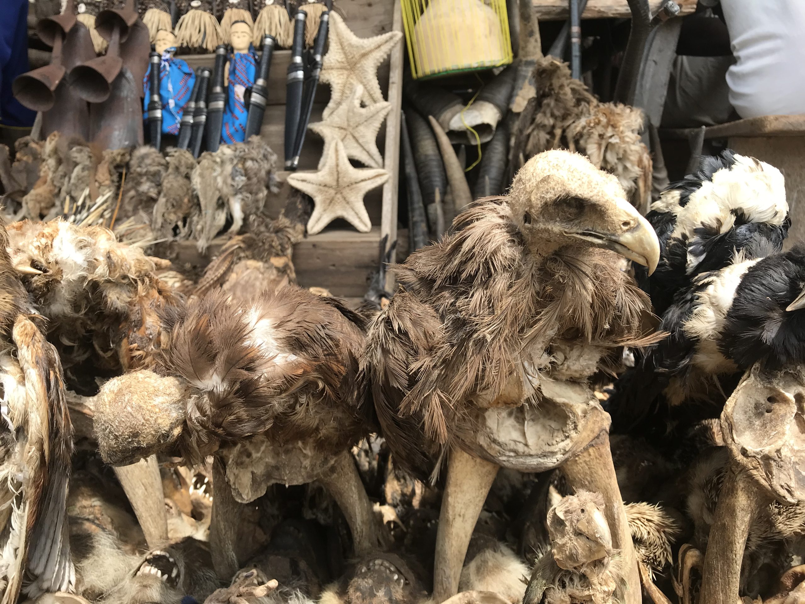 Tote Gänsegeier auf einem sog. Fetish Market | Dead Vultures on a Fetish Market