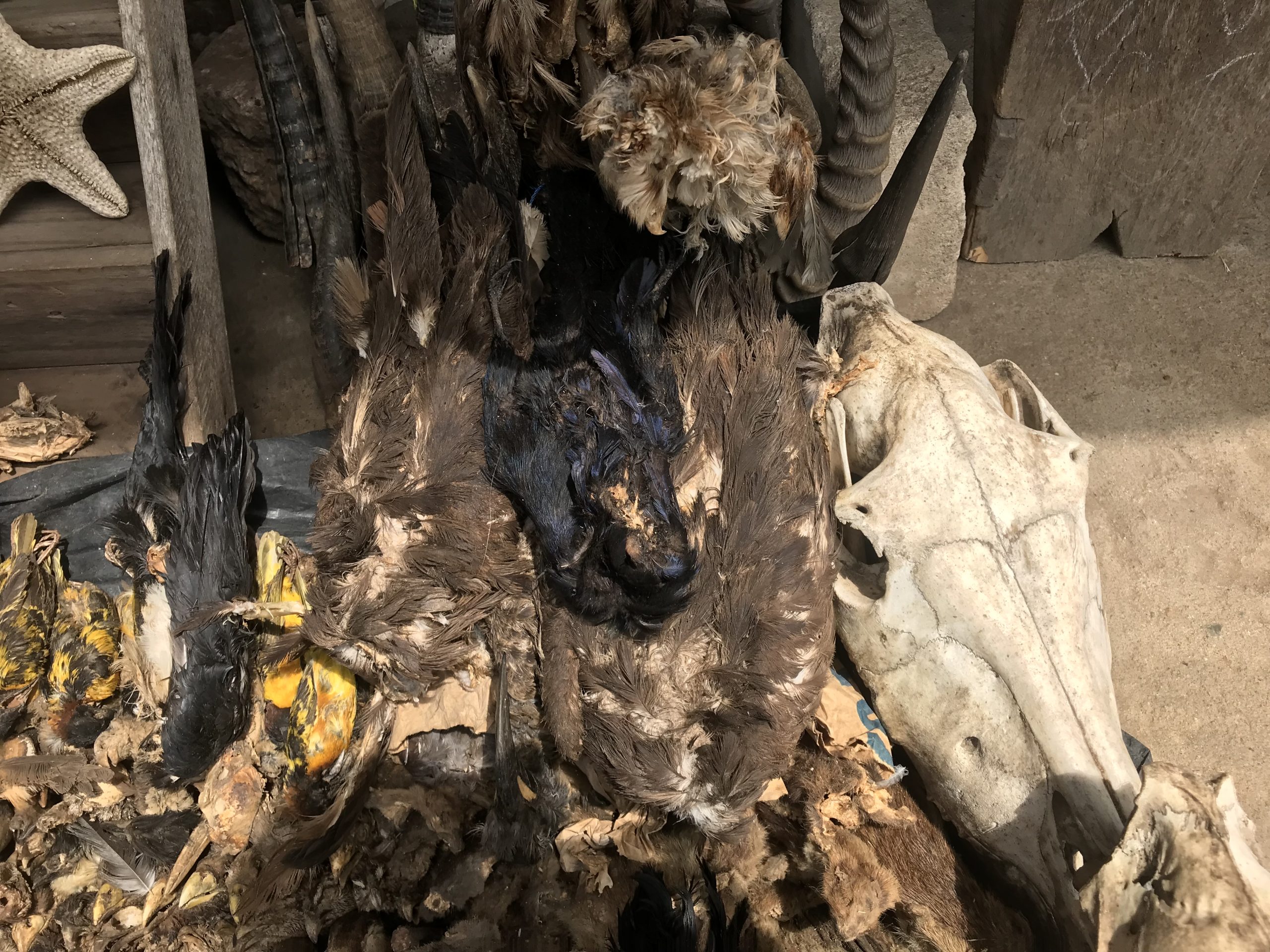 Vultures and other dead birds